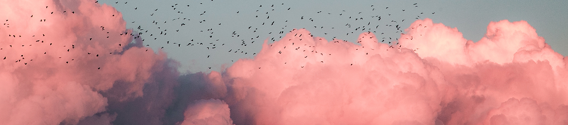 Pink clouds with birds flying across the sky Pink clouds with birds flying across the sky