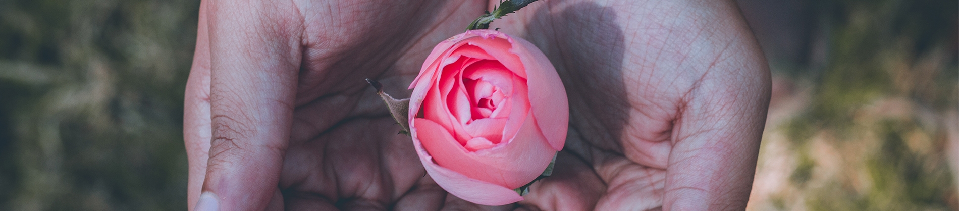 A man holding a pink rose A man holding a pink rose