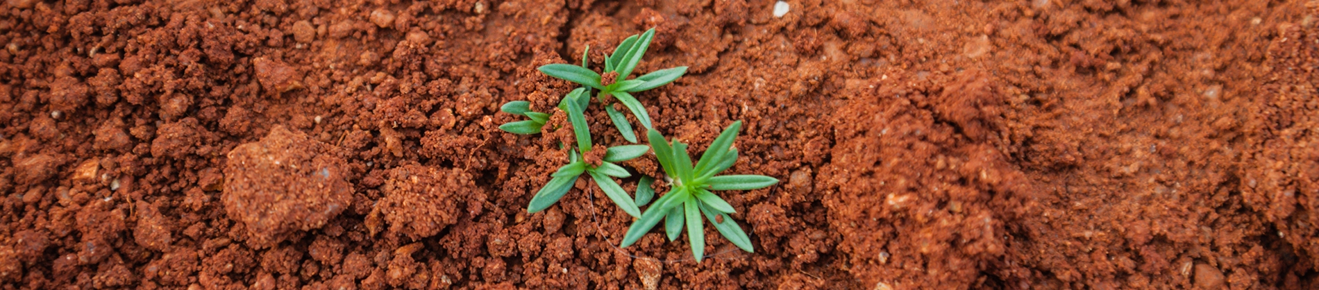 A plant growing on brown soil A plant growing on brown soil