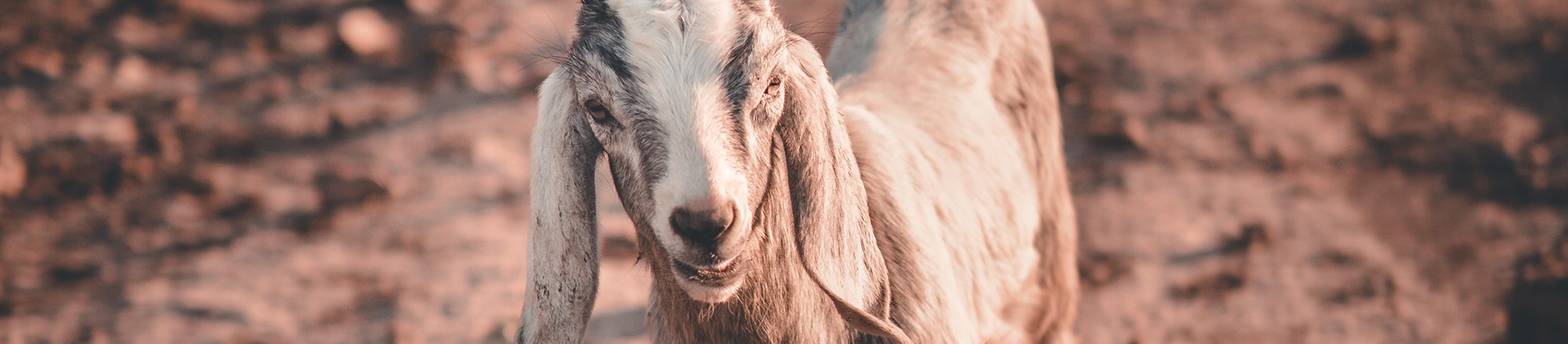 A goat on a dirt path A goat on a dirt path