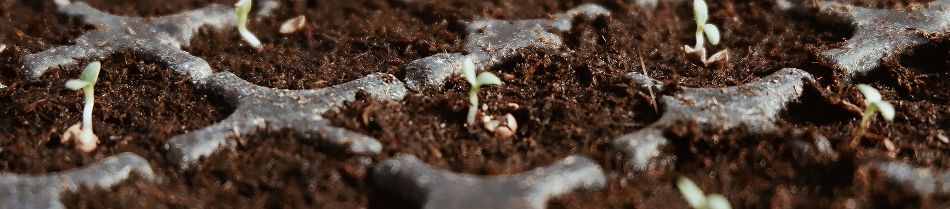 Small seeds planted in soil Small seeds planted in soil