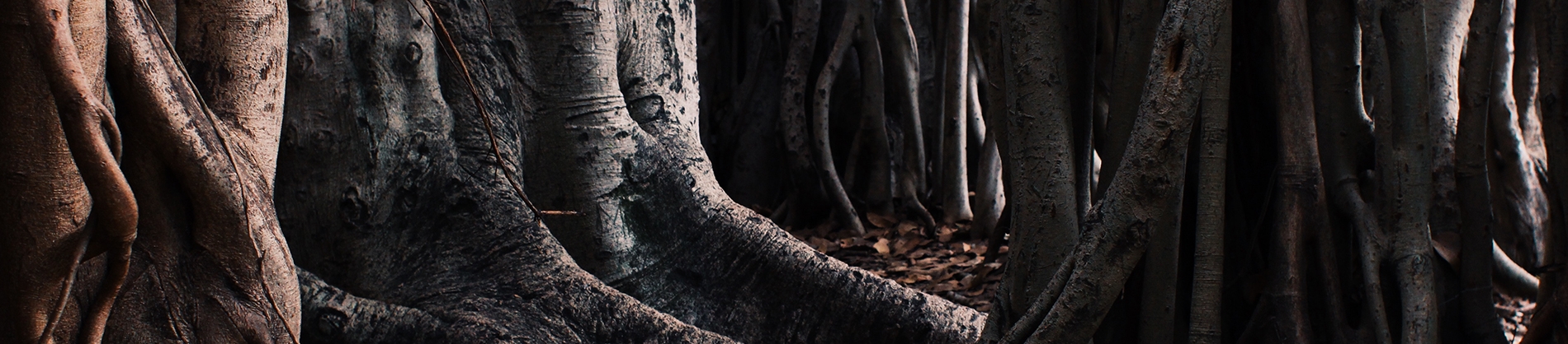 Large tree roots in a forest