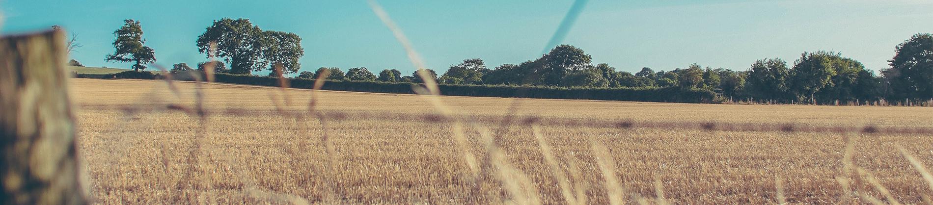 Field with trees in the background