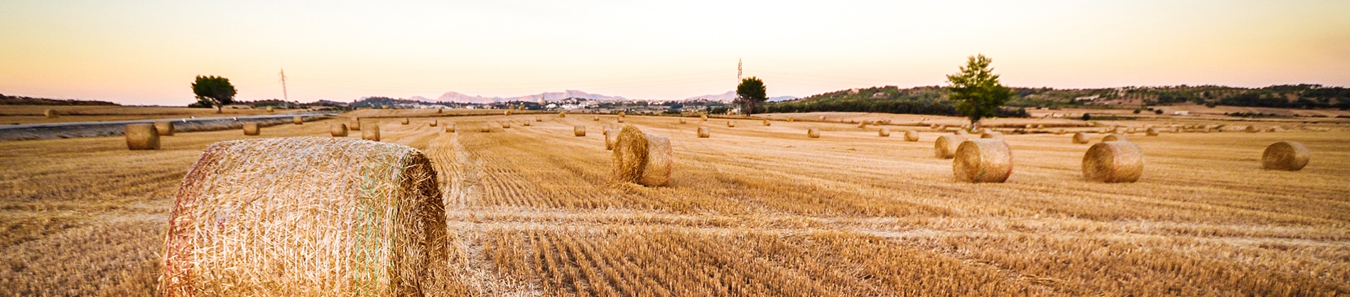 Hay bales rolled up across a field
