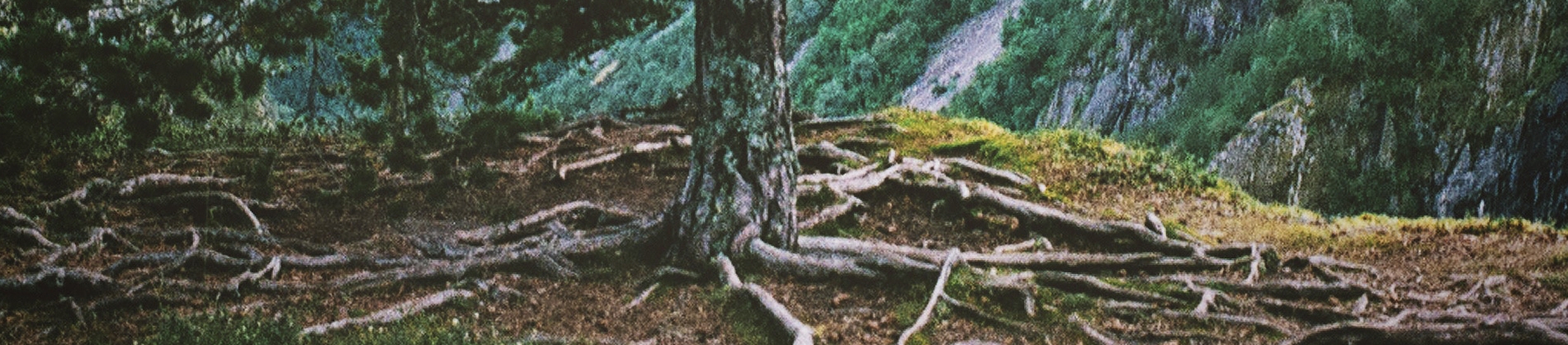 Tree roots spreading across the ground Tree roots spreading across the ground