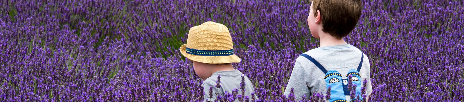 Two small children walking through a lavender field Two small children walking through a lavender field