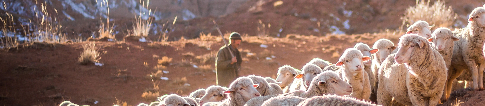 A shepherd herding sheep