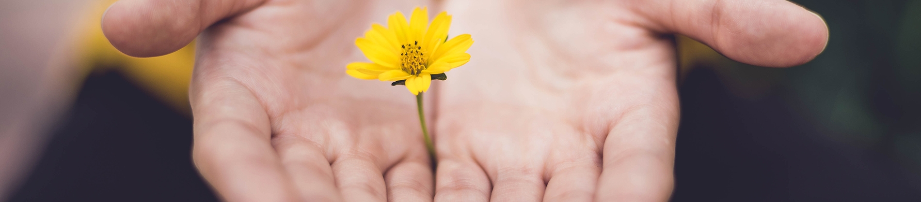 Open hands with a yellow flower between them Open hands with a yellow flower between them