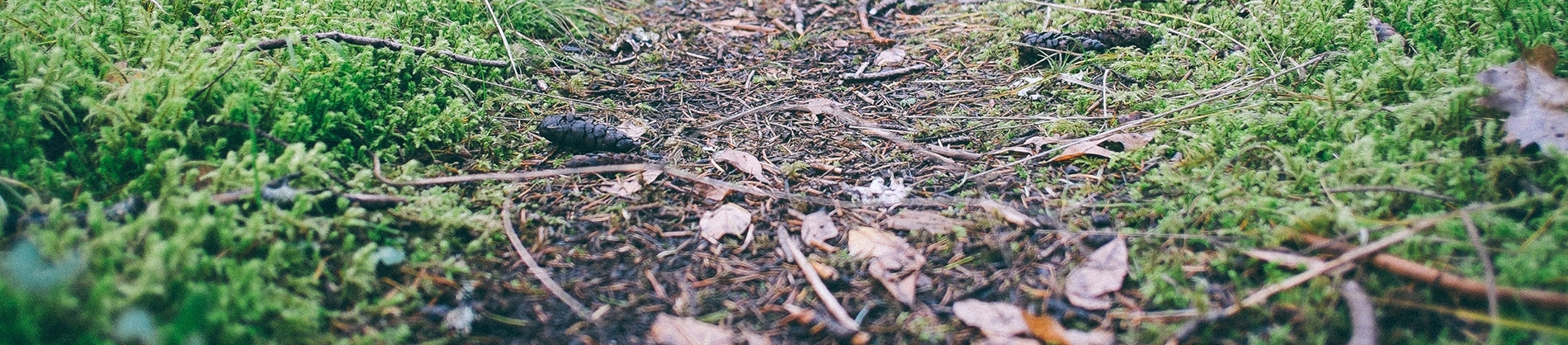 Small path with twigs and leaves on it Small path with twigs and leaves on it