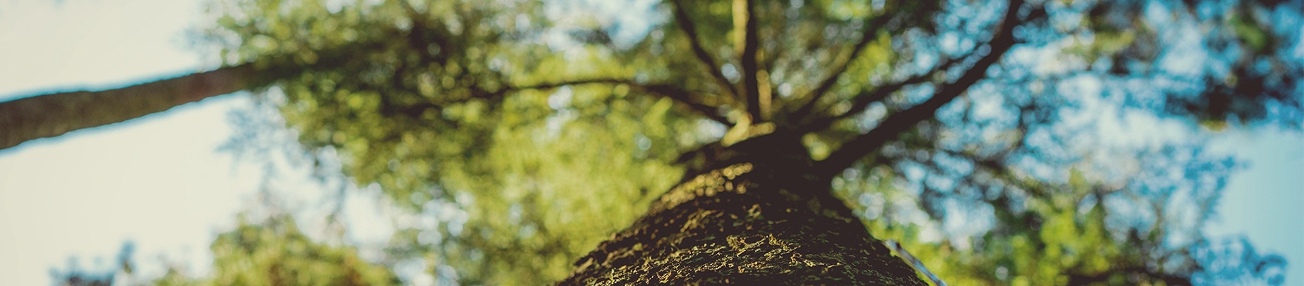 Looking up at a tree trunk and branches