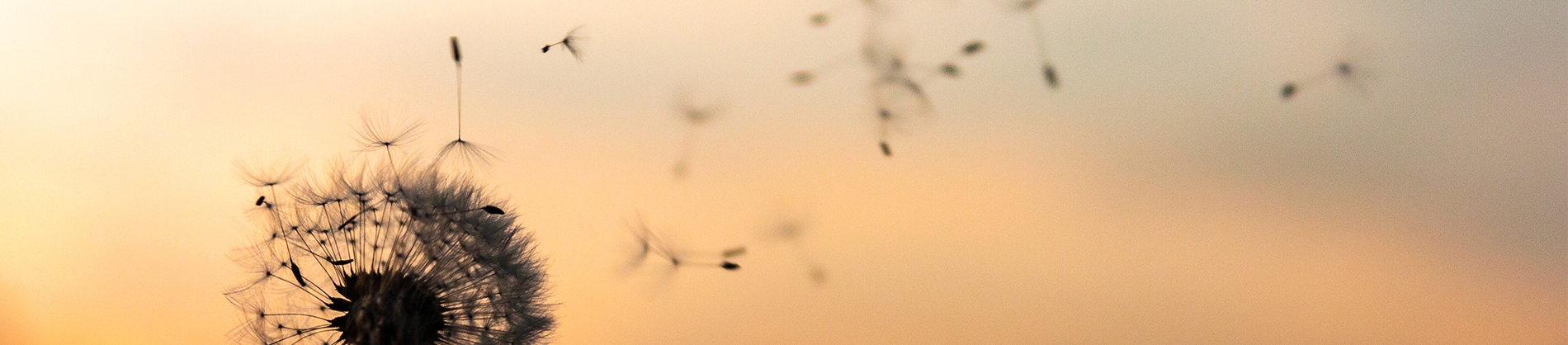 Dandelion blowing in the wind