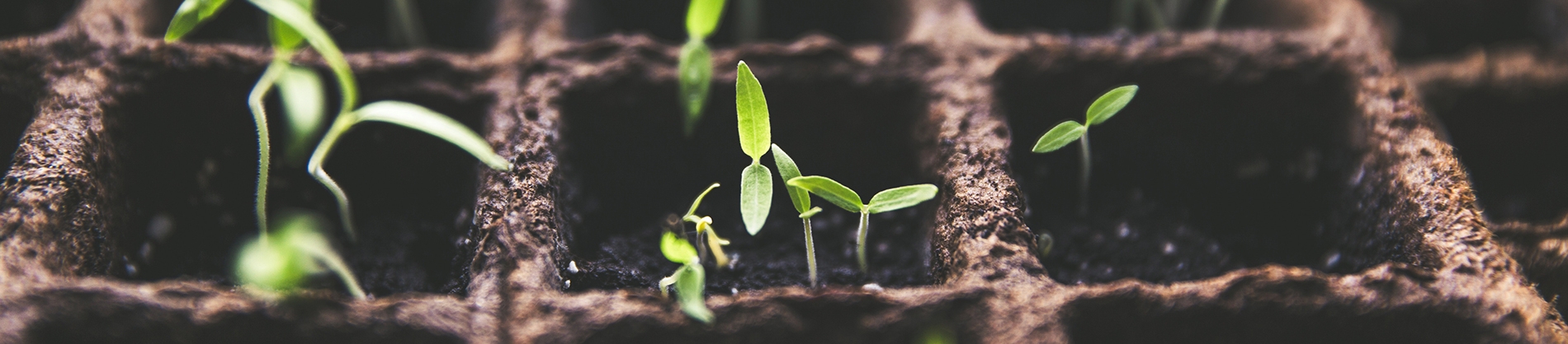 plants growing in soil