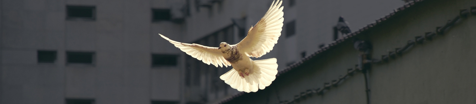 A white dove flying over buildings A white dove flying over buildings
