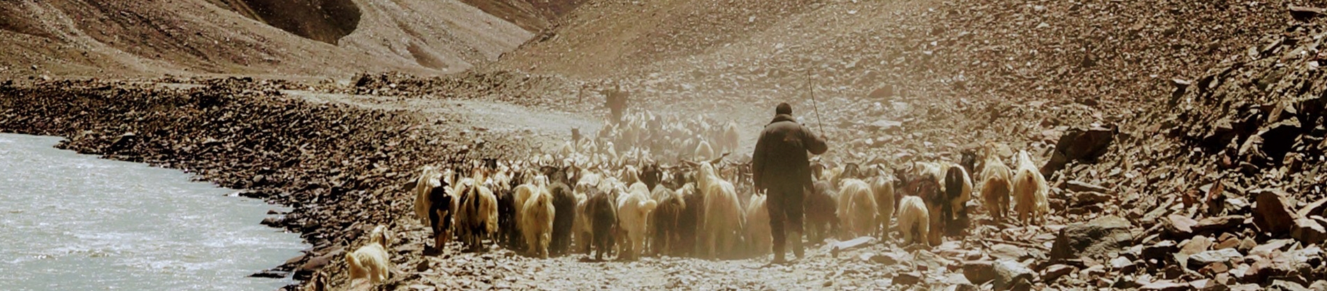 A shepherd herding his sheep past a river A shepherd herding his sheep past a river