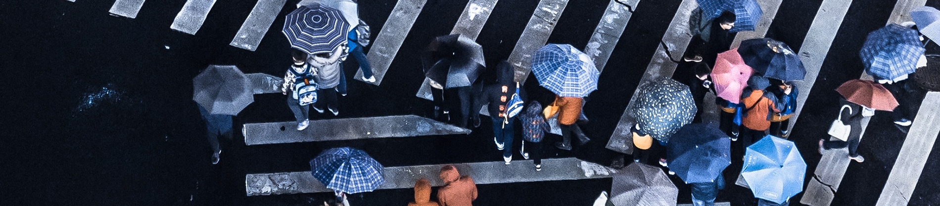 A crowd with umbrellas crossing a large zebra crossing A crowd with umbrellas crossing a large zebra crossing