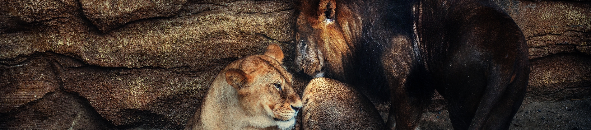 A lion and lioness together in a cave A lion and lioness together in a cave