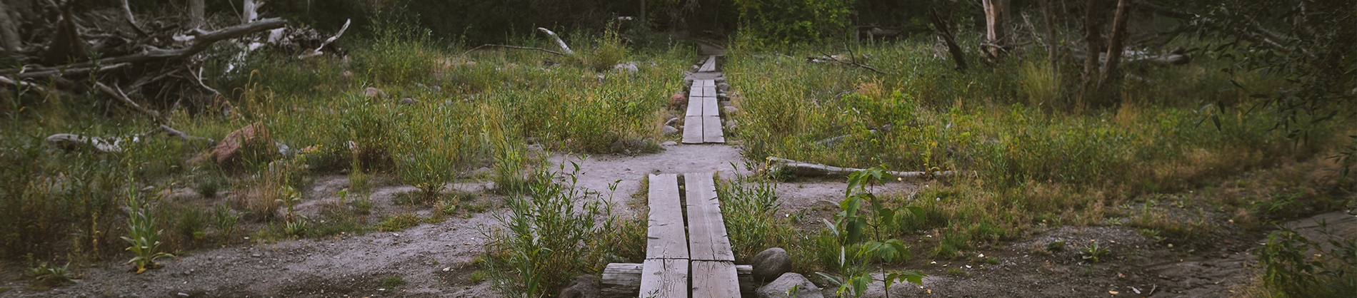 Abandoned grass area with wooden plants on the ground making a path