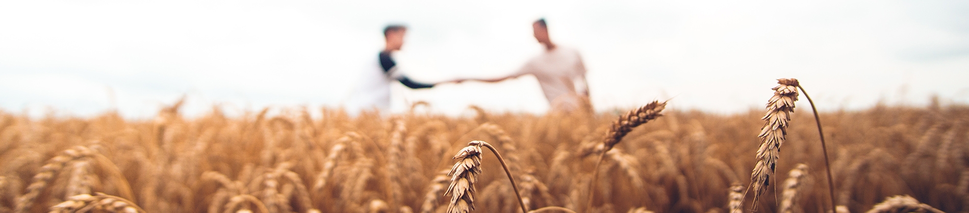 Two men shaking hands in the distance of a wheat field Two men shaking hands in the distance of a wheat field