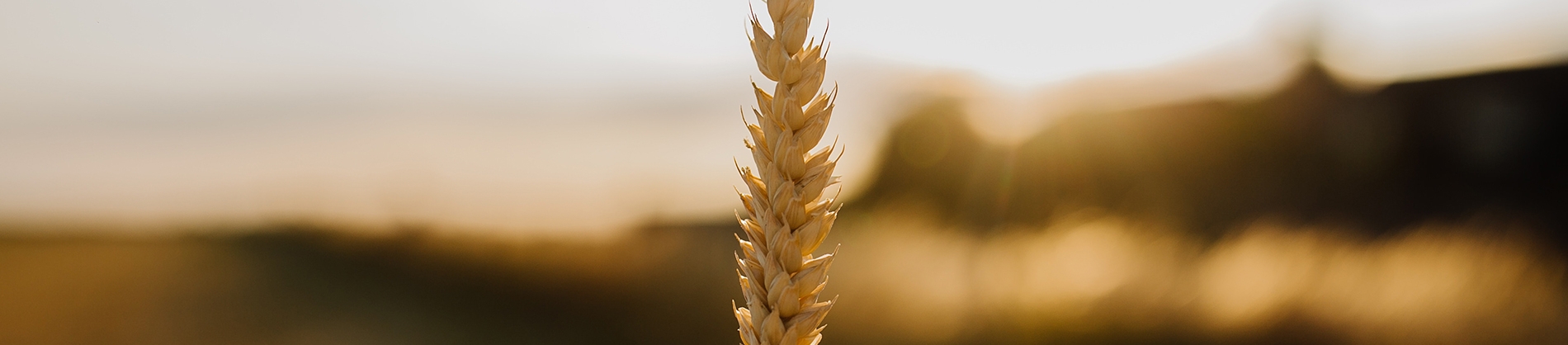 A man holding a wheat A man holding a wheat
