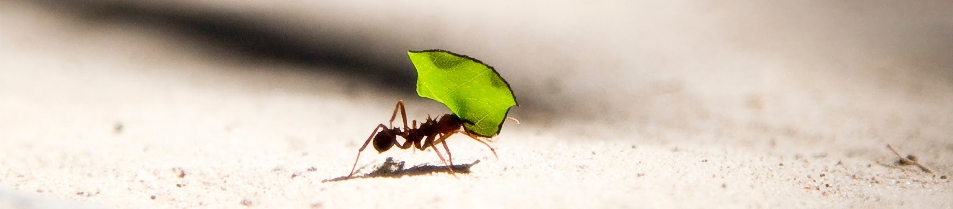 A ant carrying a leaf A ant carrying a leaf