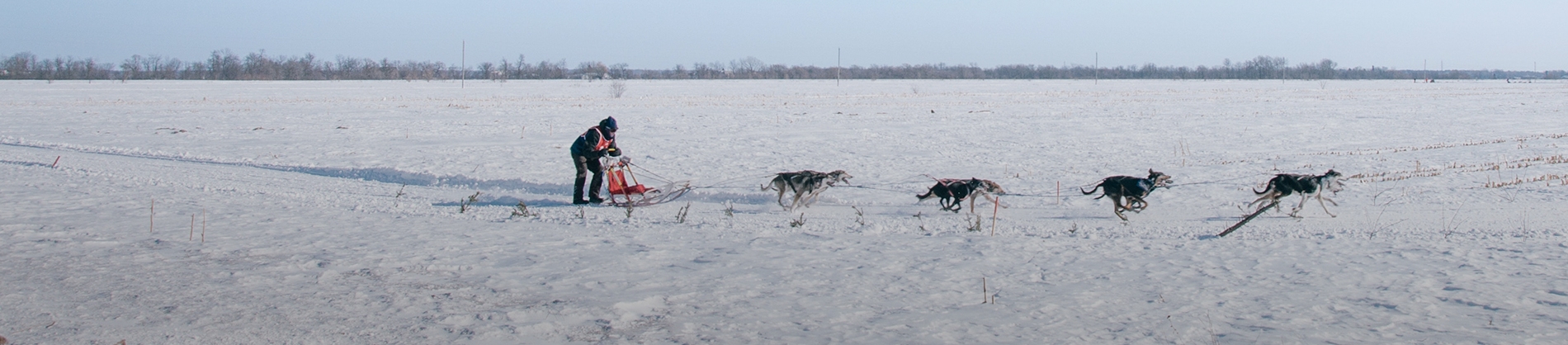 A man riding a sleigh pulled by dogs A man riding a sleigh pulled by dogs