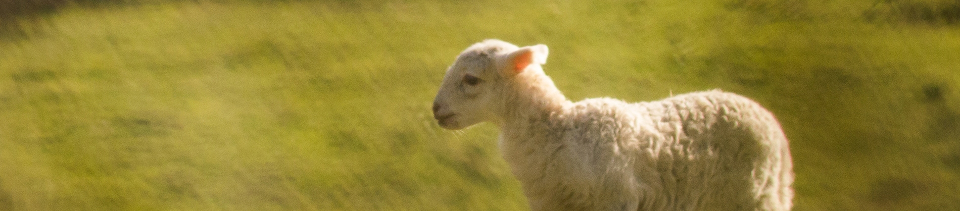 A small lamb in a green field A small lamb in a green field