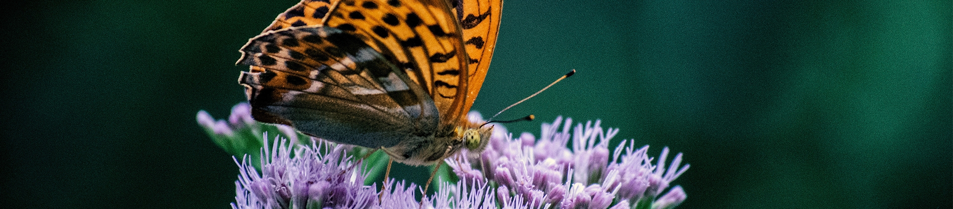 An orange butterfly sat on a purple flower