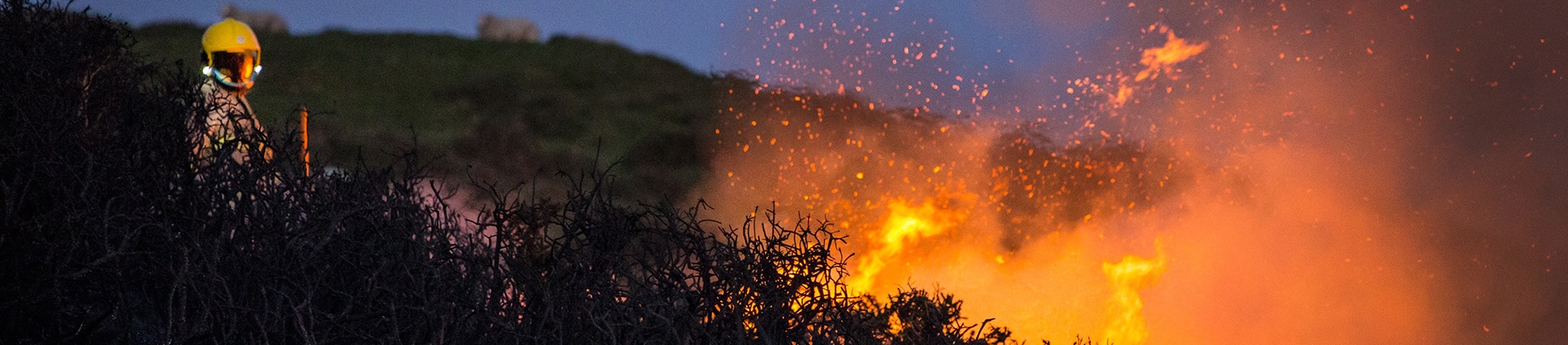 A firefighter putting out a fire in bush land A firefighter putting out a fire in bush land