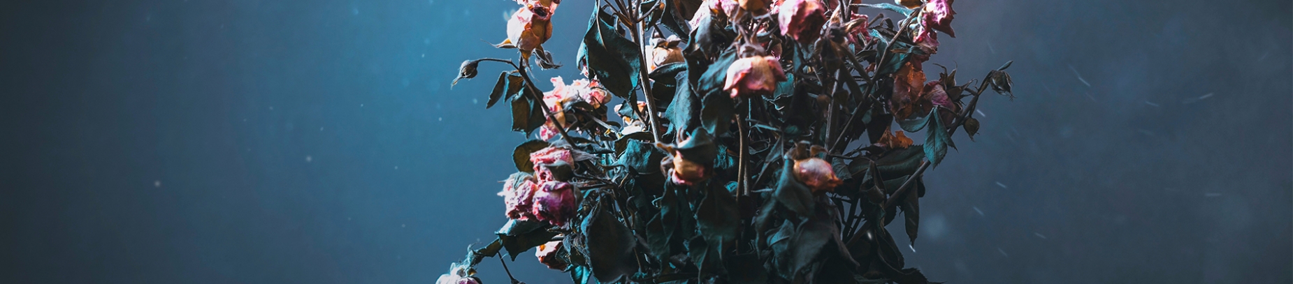 A bouquet of flowers that are starting to die A bouquet of flowers that are starting to die
