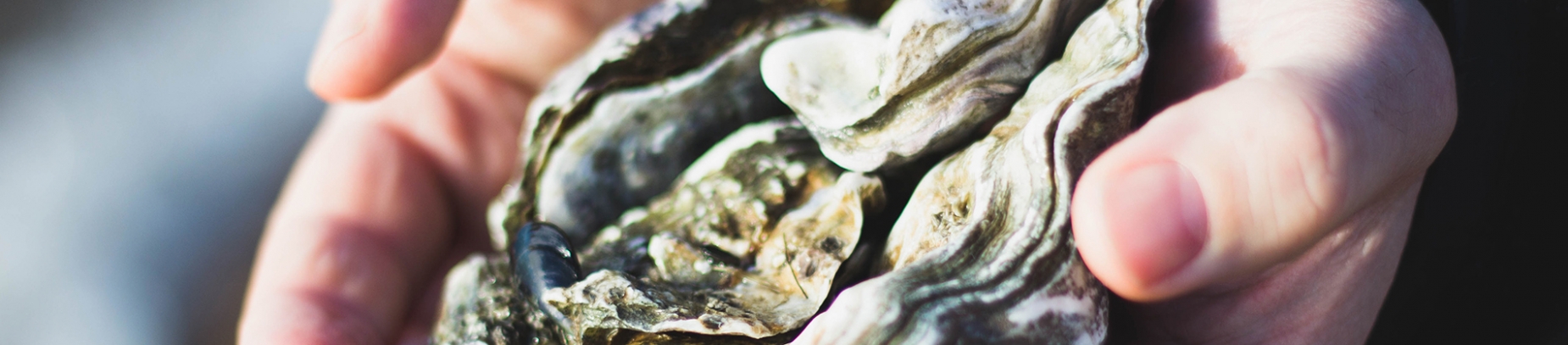 A man holding Oyster shells A man holding Oyster shells