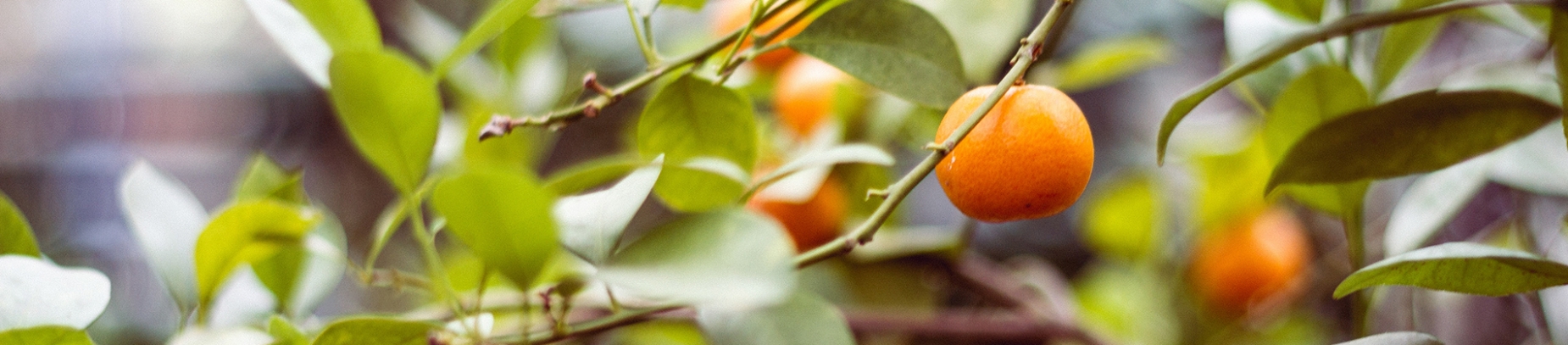 Oranges growing on a tree Oranges growing on a tree