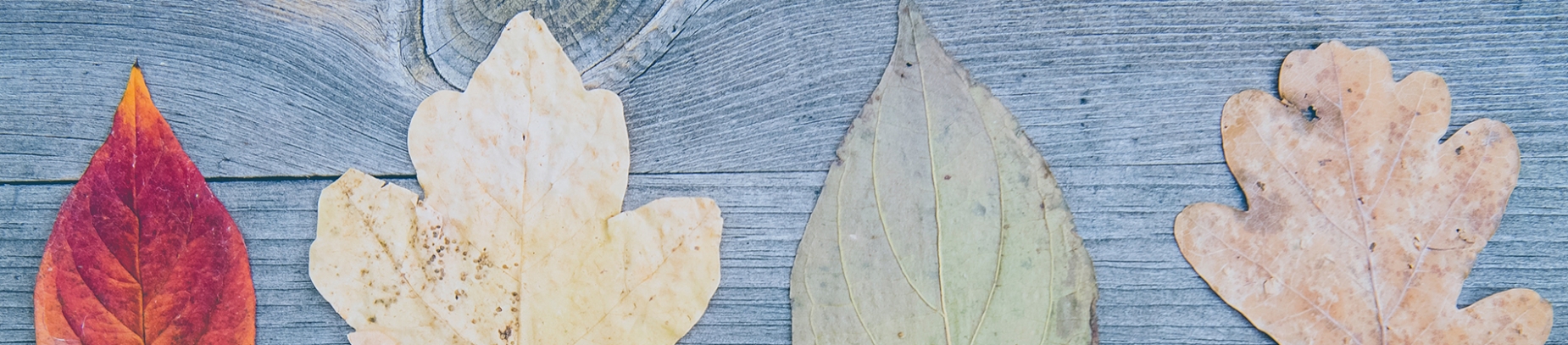 Different coloured leaves on a wooden table Different coloured leaves on a wooden table