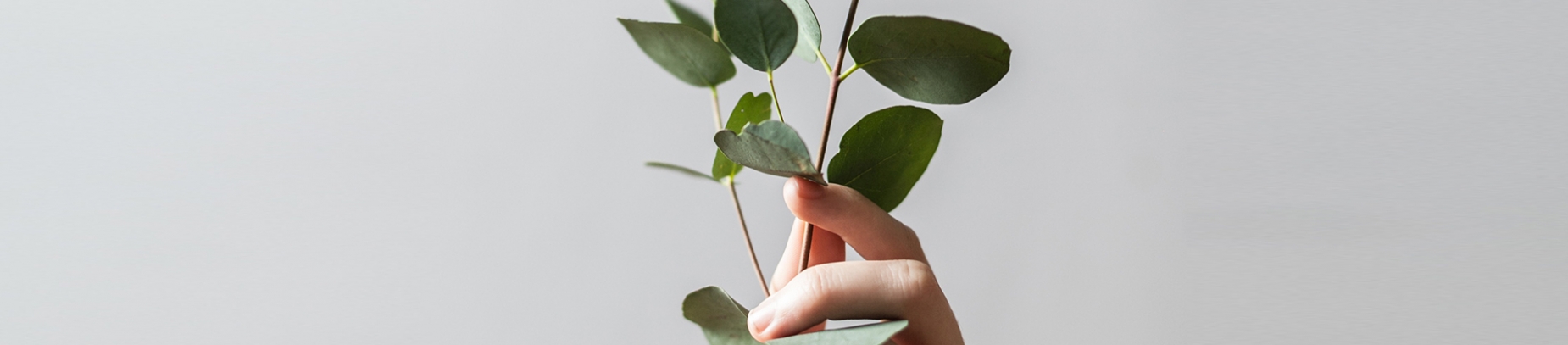 A hand holding up a plant against a grey background A hand holding up a plant against a grey background
