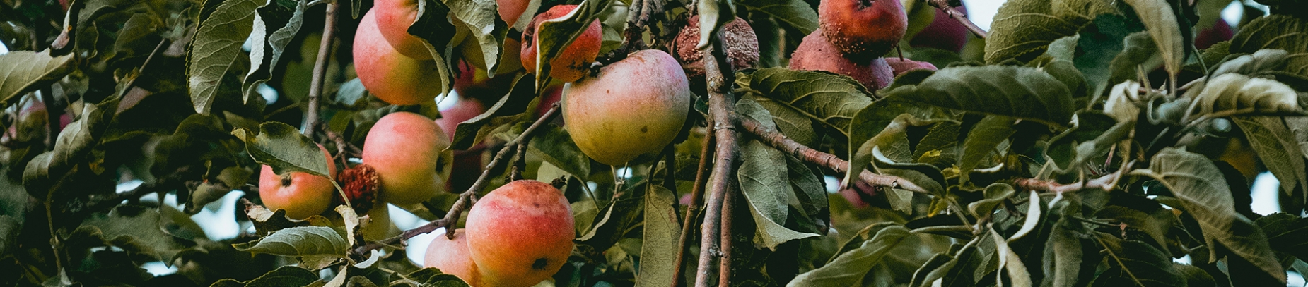 An apple tree An apple tree