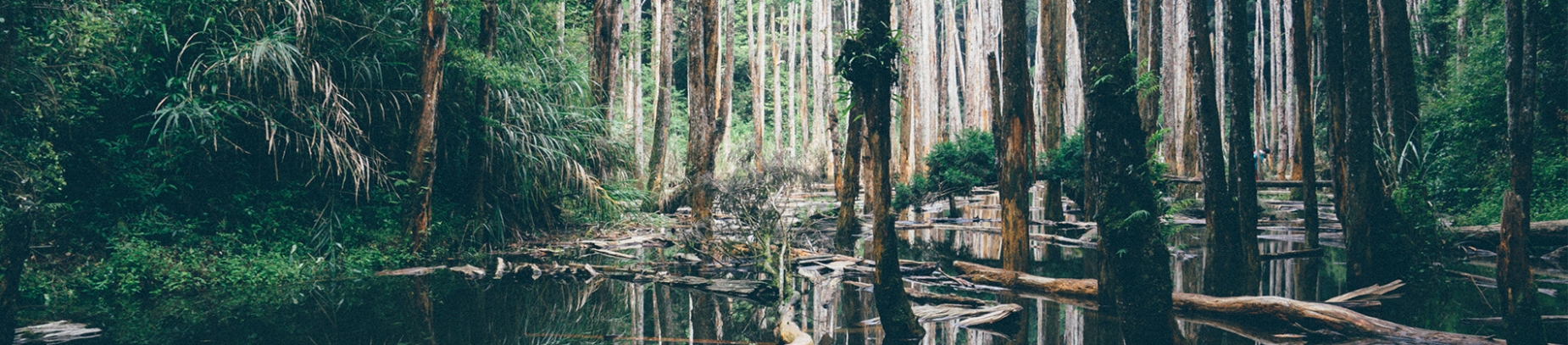 A large rainforest with water A large rainforest with water