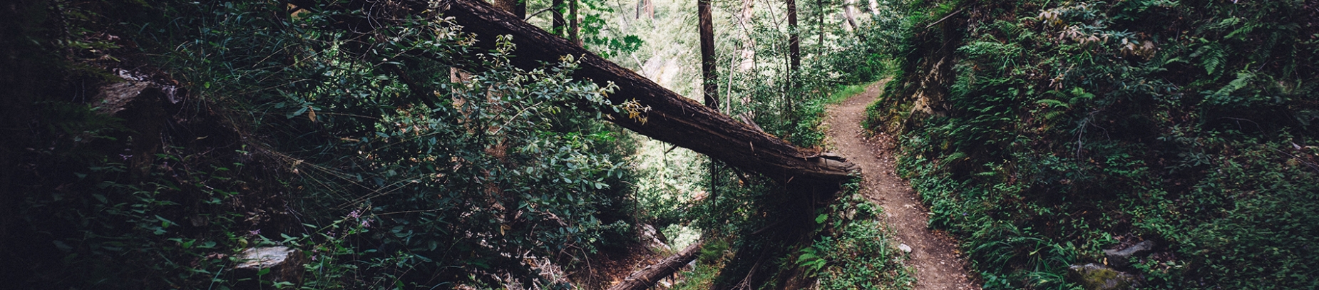 A small pathway through a forest with a tree trunk across the path