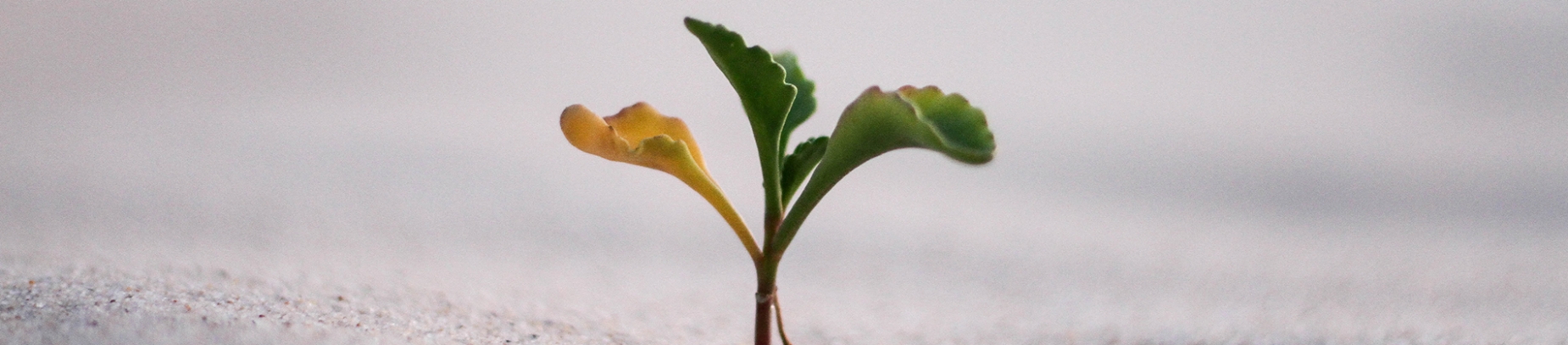 A small plant growing on sand A small plant growing on sand
