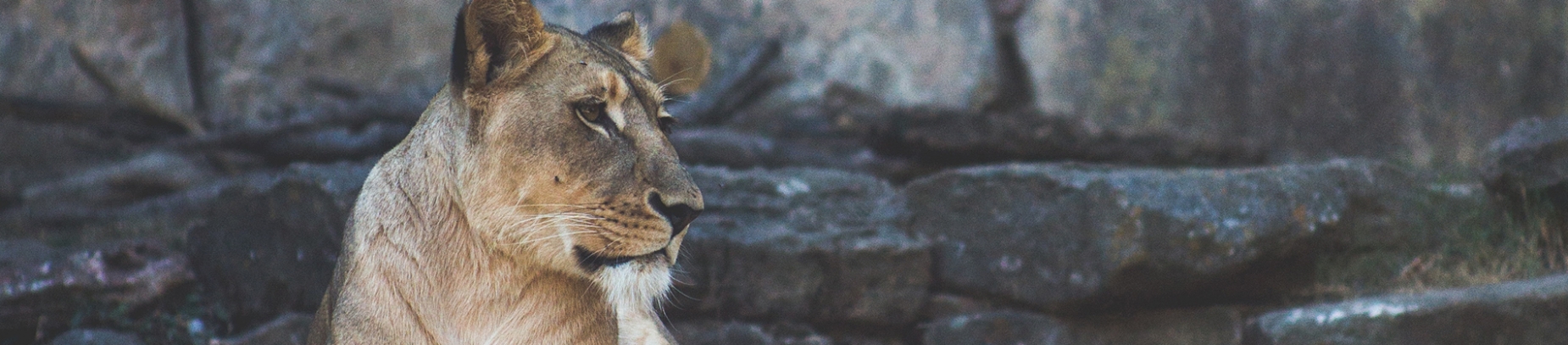 A lioness siting on some rocks A lioness siting on some rocks