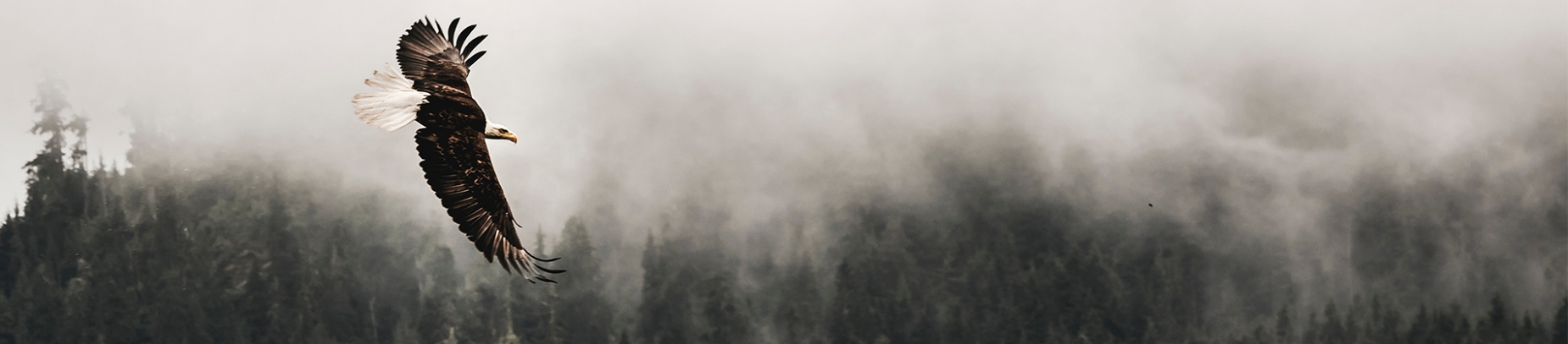 A eagle flying through a misty forest A eagle flying through a misty forest