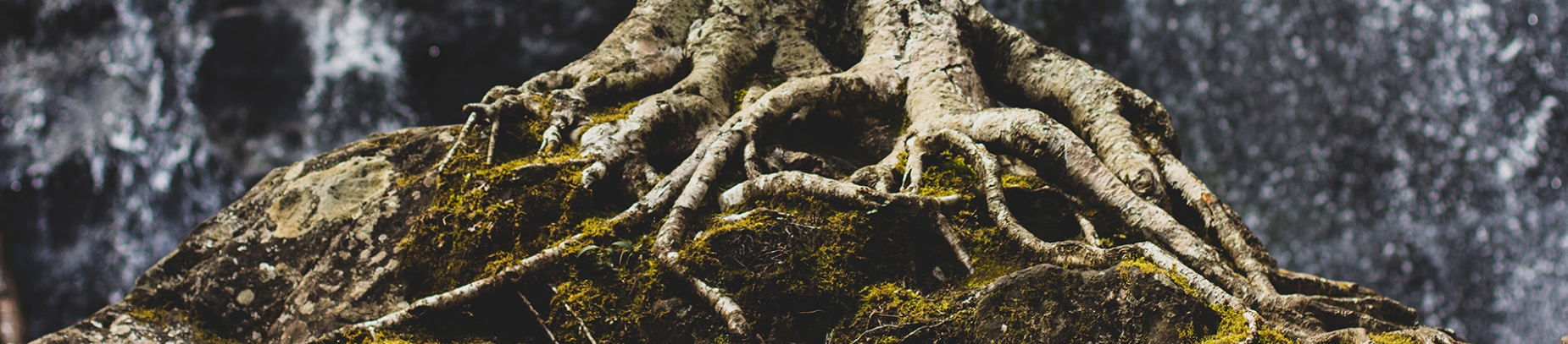 Large tree roots Large tree roots